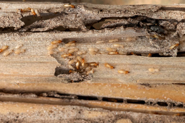 Best Mosquito Control Services  in Hillsboro, OH